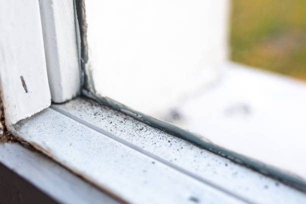 Best Mold Prevention Services  in North Charleroi, PA