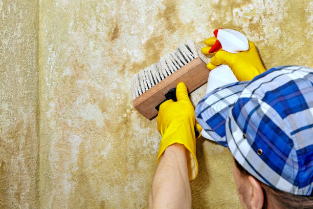 Best Emergency Mold Remediation  in North Charleroi, PA