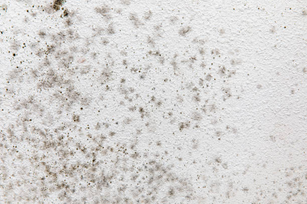 Asbestos and Lead Testing During Mold Inspection in North Charleroi, PA