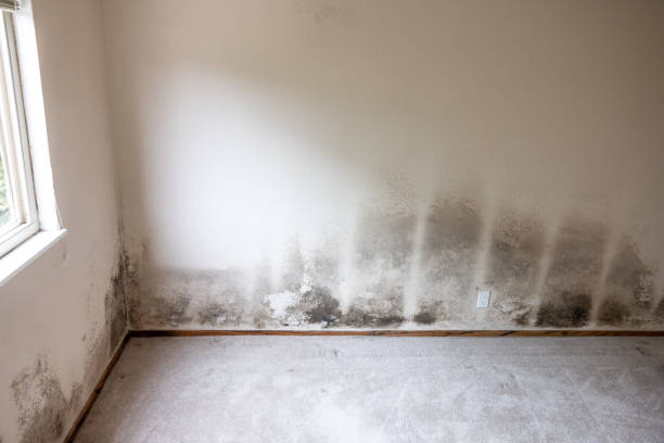 Best Water Damage & Mold Remediation  in North Charleroi, PA