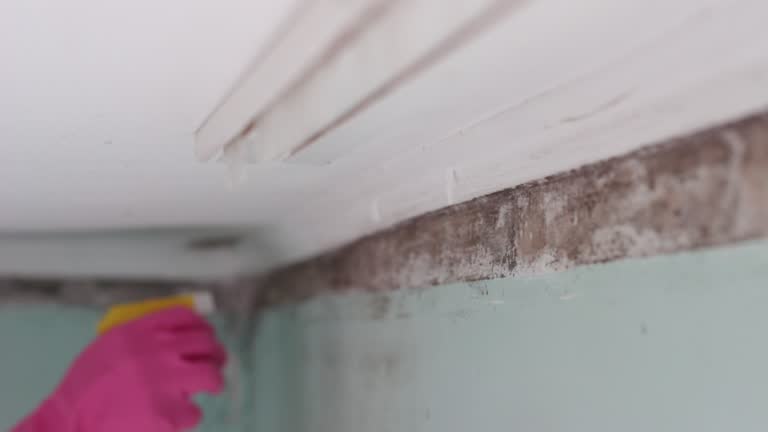 Best Asbestos and Lead Testing During Mold Inspection  in North Charleroi, PA