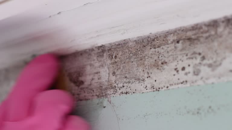 Best Attic Mold Removal  in North Charleroi, PA